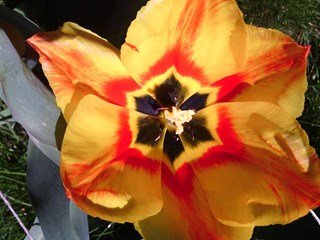 tulp